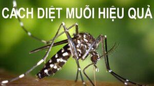 Tìm hiểu về những cách diệt muỗi hiệu quả nhất